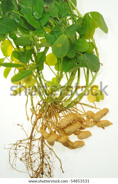 Groundnut Plants Groundnuts Roots Stock Photo (Edit Now) 54853531