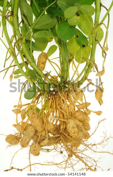 Groundnut Plants Roots Leaves On White Stock Photo 54141148 | Shutterstock