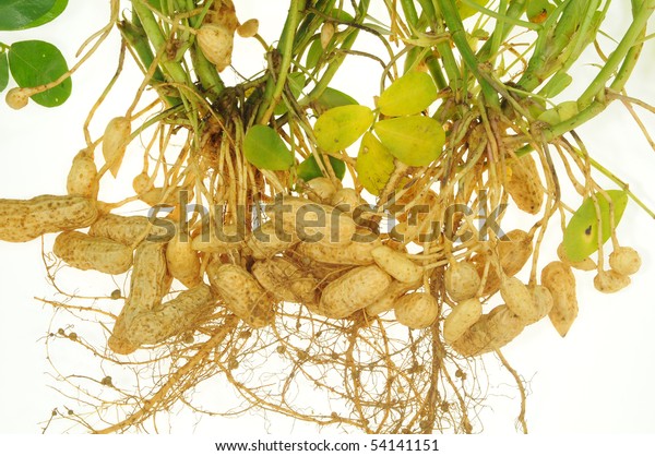 Groundnut Plants Showing Roots Groundnuts Attached Stock Photo (Edit ...