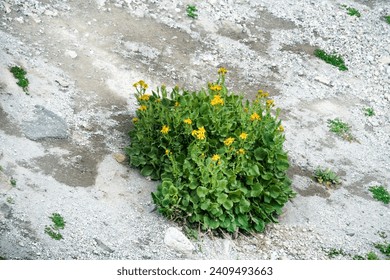 Groundsel (Senecio taraxacifolius) on subnival pebble-clay mountainside (talus accumulation), sparse vegetation, suboptimal habitat. Pioneering plants fix the wet soil. North Caucasus