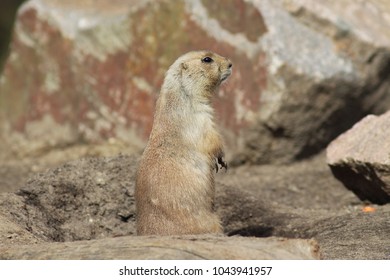 Ground-squirrel (Spermophilus, Marmotini)