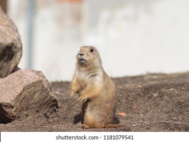 Ground-squirrel (Spermophilus, Marmotini)