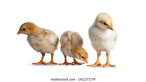 316 Front facing baby chick Images, Stock Photos & Vectors | Shutterstock