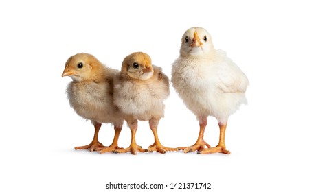 Three Chicks Images, Stock Photos & Vectors 