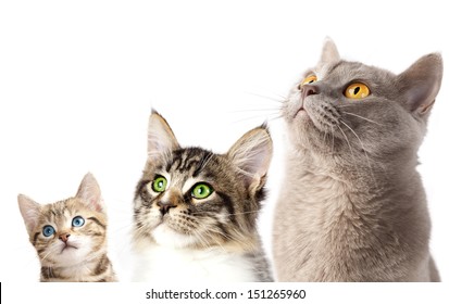 Group of 3 cats close-up portrait look up