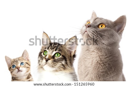Group of 3 cats close-up portrait look up