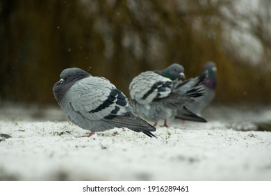 Group Of 3 Grey Common Pigeons Sits In The Snow On The Ground, Watching The Snow Fall. It Sits Next To A Lake In A Local Park. Subject Is On Its Own And Isolated Against A Blurry Background. Blizzard.