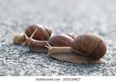group of 3 helix snails on road trip