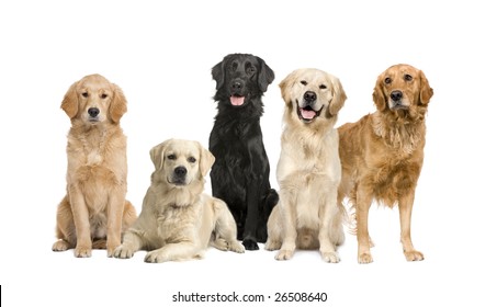 group of 5 golden retriever and labrador facing the camera in front of a white background - Powered by Shutterstock