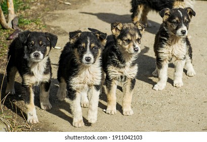 Group Of Abandoned Puppies. Adopting A Puppy Concept