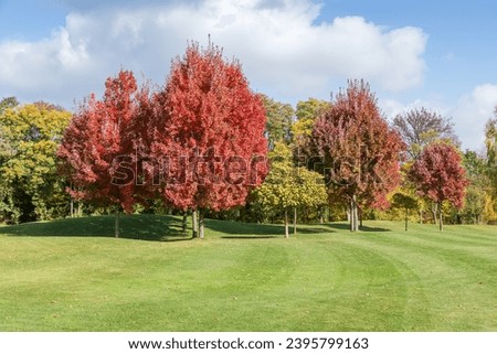 Group of the Acer rubrum trees, also known as red maples with bright red autumn leaves growing on a lawn edge against the other trees in sunny windy day 
