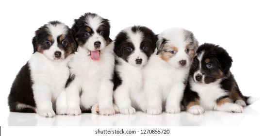 Group Of Adorable Aussie Puppies On White