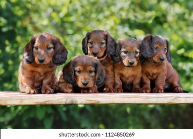 group of adorable dachshund puppies outdoors in summer