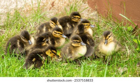 A group of adorable ducklings resting on green grass - Powered by Shutterstock