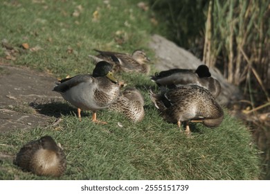 A group of adorable ducks and ducklings resting on green grass by the pond - Powered by Shutterstock