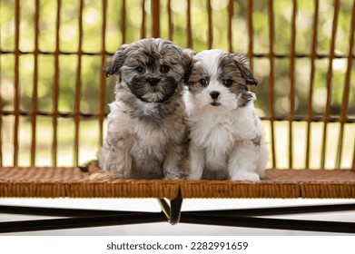 A group of adorable Shih-tzu puppies for adoption posing on the bench and looking at the camera outdoors during the day	
 - Powered by Shutterstock