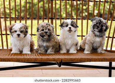 A group of adorable Shih-tzu puppies for adoption posing on the bench and looking at the camera outdoors during the day	
 - Powered by Shutterstock