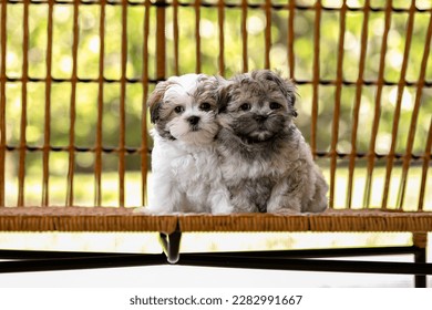 A group of adorable Shih-tzu puppies for adoption posing on the bench and looking at the camera outdoors during the day	
 - Powered by Shutterstock