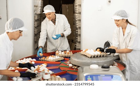 group of adult highly skilled workers carry out quality control on eggs in chicken farm - Shutterstock ID 2314799545