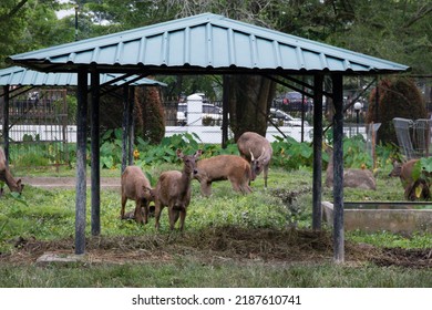 Group Of Adult Mammal Deers Side Front View With Dark Brown Skin Long Ears Black Eyes Standing In Nature Captive Green Grass Inside The Gazebo