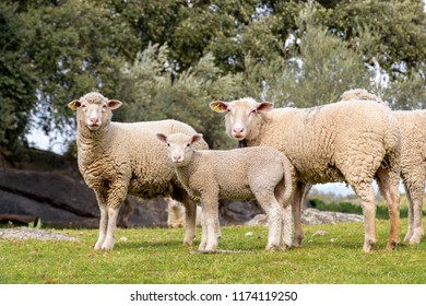 Group Of Adult Sheep And Lamb Staring In Pasture With Holm Oaks.