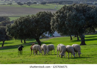 Group Of Adult Sheep And Lamb Staring In Pasture With Holm Oaks