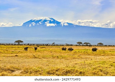 A Group of African Buffalos graze quietly under the shadow of Mount Kilimanjaro at Amboseli National Park,Kenya - Powered by Shutterstock