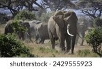 a group of african bush elephants
