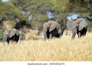 Group of African elephants grazing in savanna grassland - Powered by Shutterstock