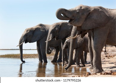 A group of African Elephants (Loxodonta africana) drinking from the Chobe River in Chobe National Park in northern Botswana, Africa. - Powered by Shutterstock