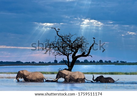 A group of African Elephants (Loxodonta africana) crossing the Chobe River in northern Botswana, Africa.