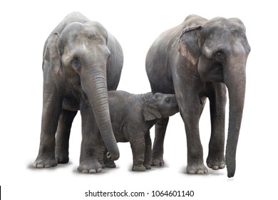 Group of African elephants - mum mother feeds baby elephant calf, and another elephant from his family protects / closes it, isolated on white background.