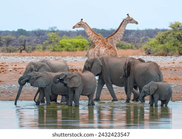 Group of African elephants running to the edge of a small lake to drink water -  Giraffe visit a watering hole - Etosha National Park, Namibia, Africa - Powered by Shutterstock