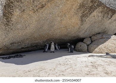 Group of African penguins are hiding from the sun in the shade of a large stone. South Africa, natural habitat of endangered animals. black-footed, Spectacled penguin.  - Powered by Shutterstock