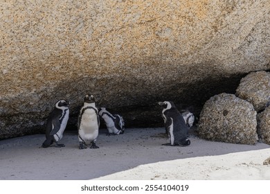 Group of African penguins are hiding from the sun in the shade of a large stone. South Africa, natural habitat of endangered animals. black-footed, Spectacled penguin.  - Powered by Shutterstock