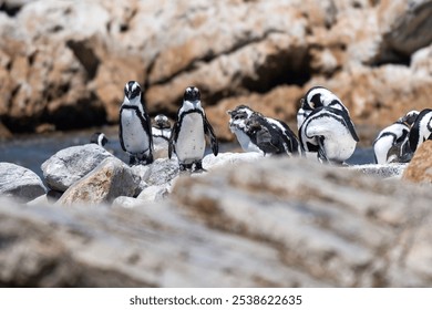 A group of African penguins shot a Betty's Bay, Western Cape, South Africa - Powered by Shutterstock