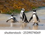 A group of African penguins wading near the shore of Boulders Beach in South Africa