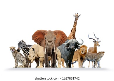 Group Of African Safari Animals Together Isolated On White Background