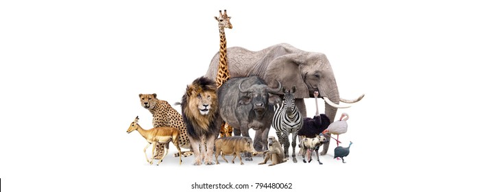 Group African safari animals together white header and room for text both sides