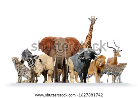 Group of African safari animals together isolated on white background