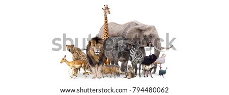 Group of African safari animals together on white header with room for text on both sides