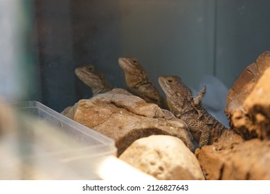 A Group Of Agami Lizards In A Zoo Habitat