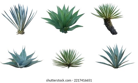 Group of Agave isolated on white background. Include Dolphin Agave, Agave Vivipara, Sisal Agave 