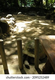 Group of Aldabra Giant Tortoises ( latin name Aldabrachelys gigantea) species  is one of the largest tortoises in the world in La Digue island, Seychelles, Indian Ocean. Granite rocks.