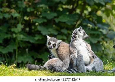 A Group Of Alert, Resting Ring-tailed Lemurs, Lemur Catta. A Large Strepsirrhine Primate At Jersey Zoo.