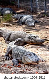 Group of alligators basking in the sun.