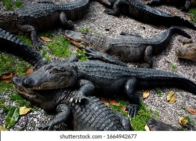 12,163 Alligator farm Images, Stock Photos & Vectors | Shutterstock