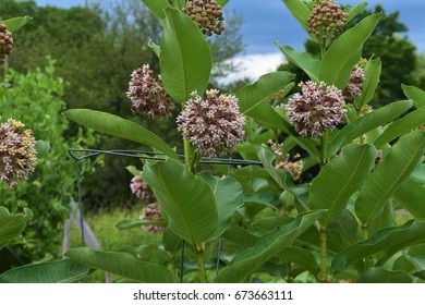 Group Allium Flowers Going By Stock Photo 673663111 | Shutterstock