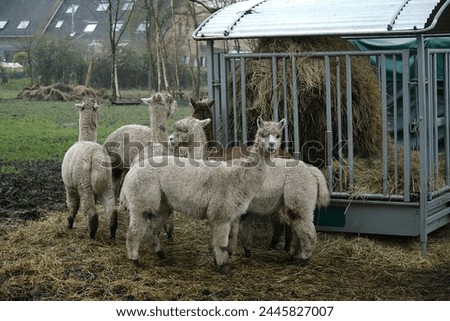 Group of alpaca animals (Lama pacos) on a pasture at the feeding trough full of hay. Ist a species of South American camelid mammal. Langenhagen, Hanover district, Germany.