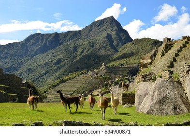 A Group Of Alpacas At Machu Picchu Peru Cusco